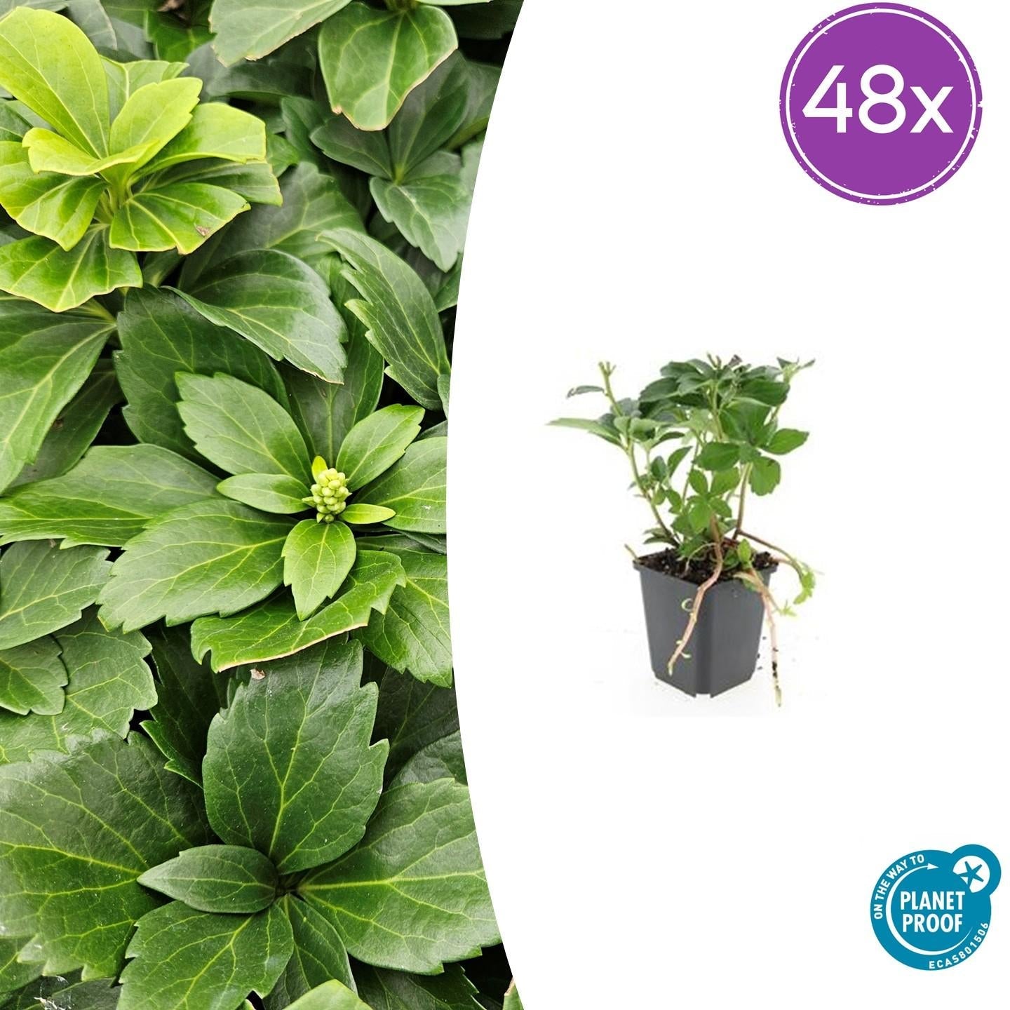 Pachysandra terminalis – ↕10-25cm – Ø9cm – Immergrün – Bodendecker – Schatten – Pflegeleicht – Japanischer Ysander