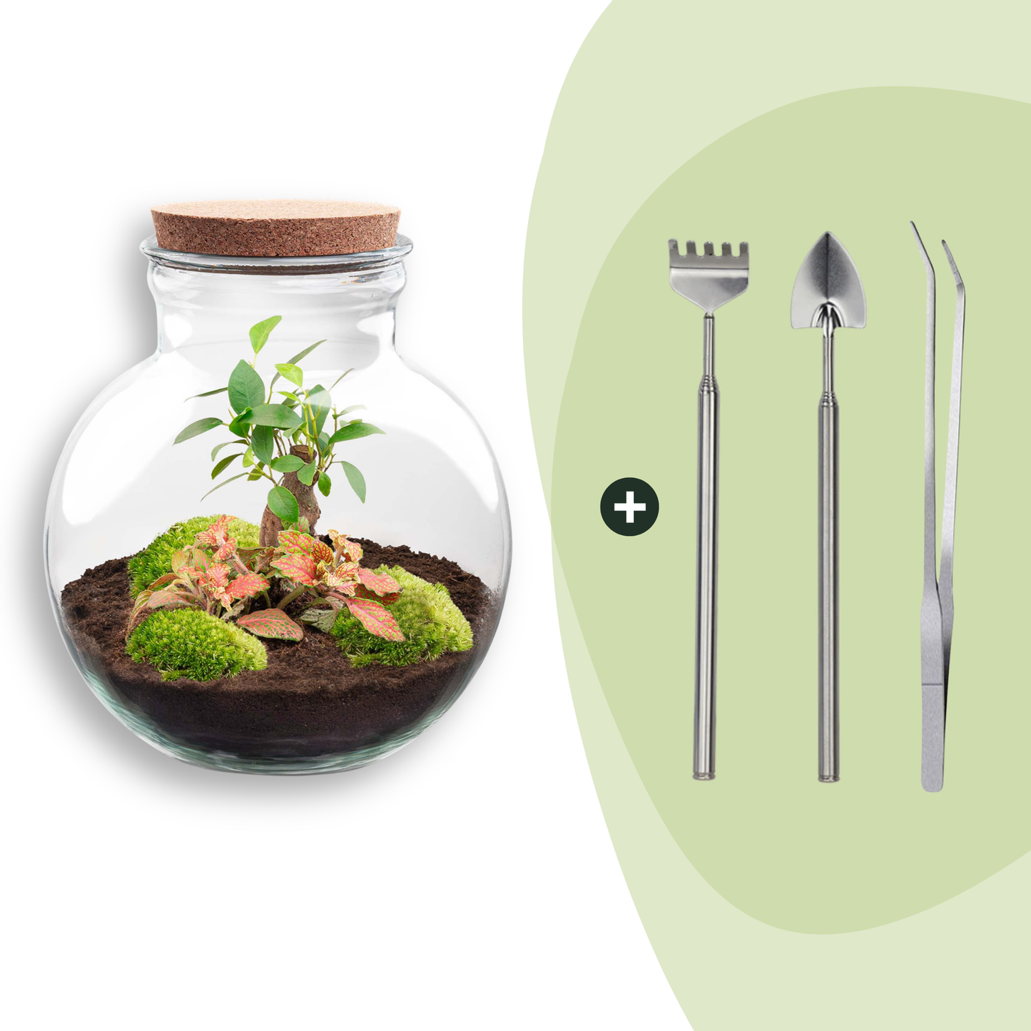 Flaschengarten DIY Bausatz Teddy Bonsai – Terrarium Ø25cm x H26,5cm – Do – It – Yourself Pflanzterrarium – Autarkes Mini – Ökosystem