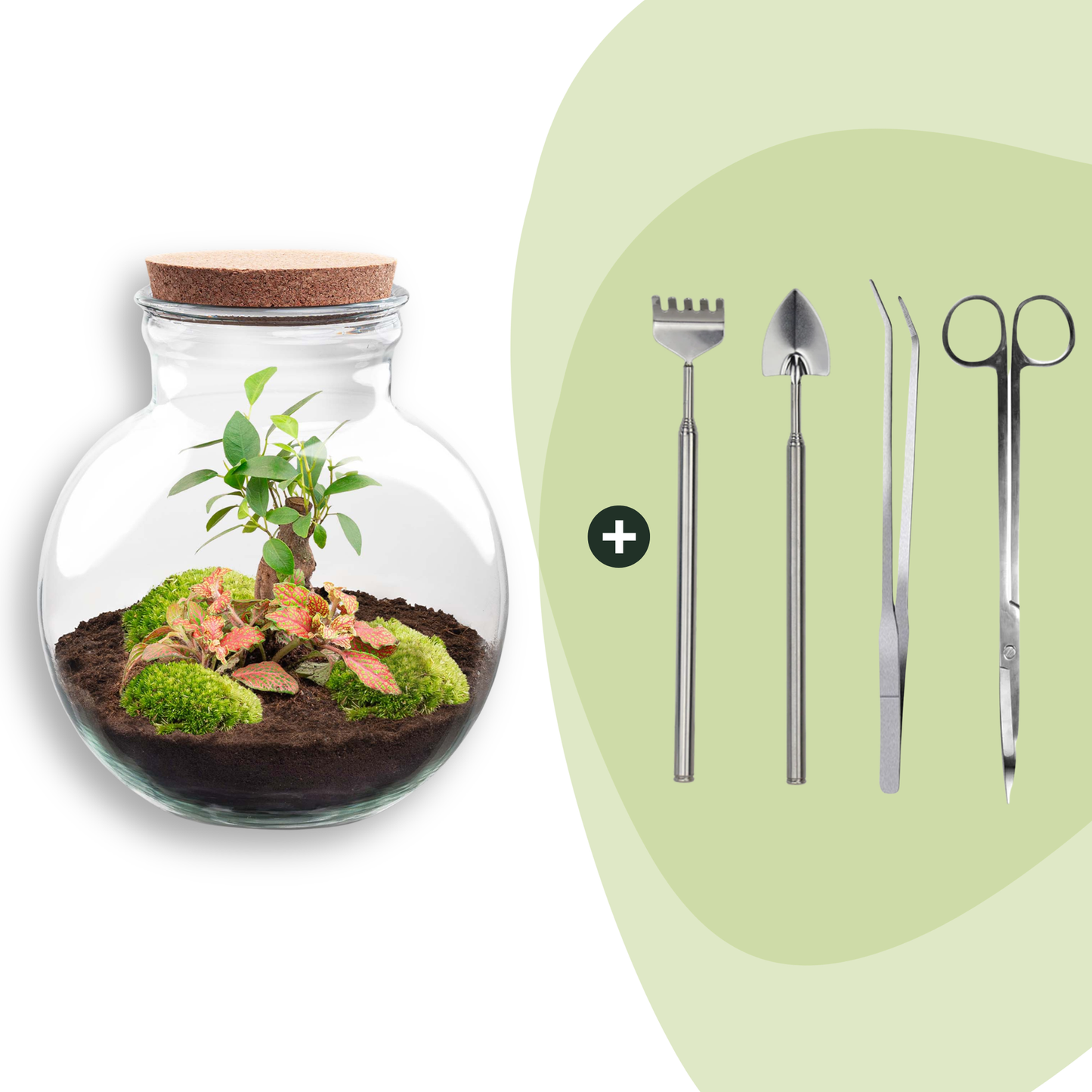 Flaschengarten DIY Bausatz Teddy Bonsai – Terrarium Ø25cm x H26,5cm – Do – It – Yourself Pflanzterrarium – Autarkes Mini – Ökosystem