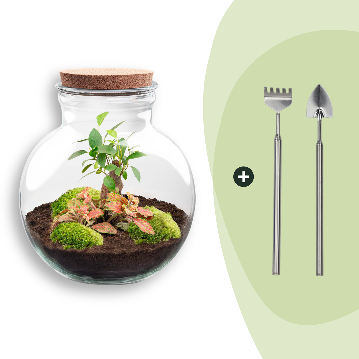 Flaschengarten DIY Bausatz Teddy Bonsai – Terrarium Ø25cm x H26,5cm – Do – It – Yourself Pflanzterrarium – Autarkes Mini – Ökosystem