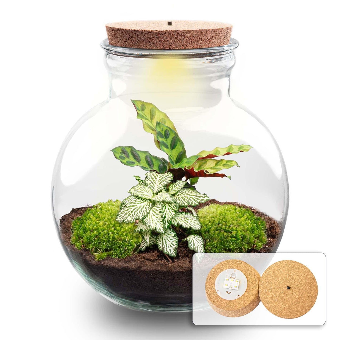 Flaschengarten Teddy – DIY Bausatz Terrarium – ↕26,5cm – Do – It – Yourself Pflanzen – Set im Glas mit Kork – Autarkes Mini – Ökosystem