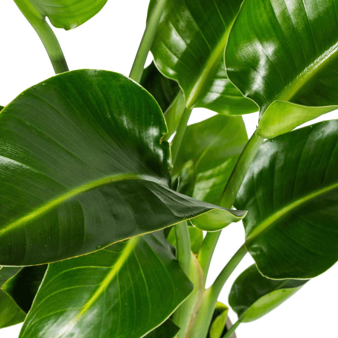 Baum – Strelitzie – Strelitzia Nicolai – Zimmerpflanze – Tropische Riesenpflanze – Ø21cm – Höhe 90-110cm – Exotischer Blickfang – Pflegeleicht