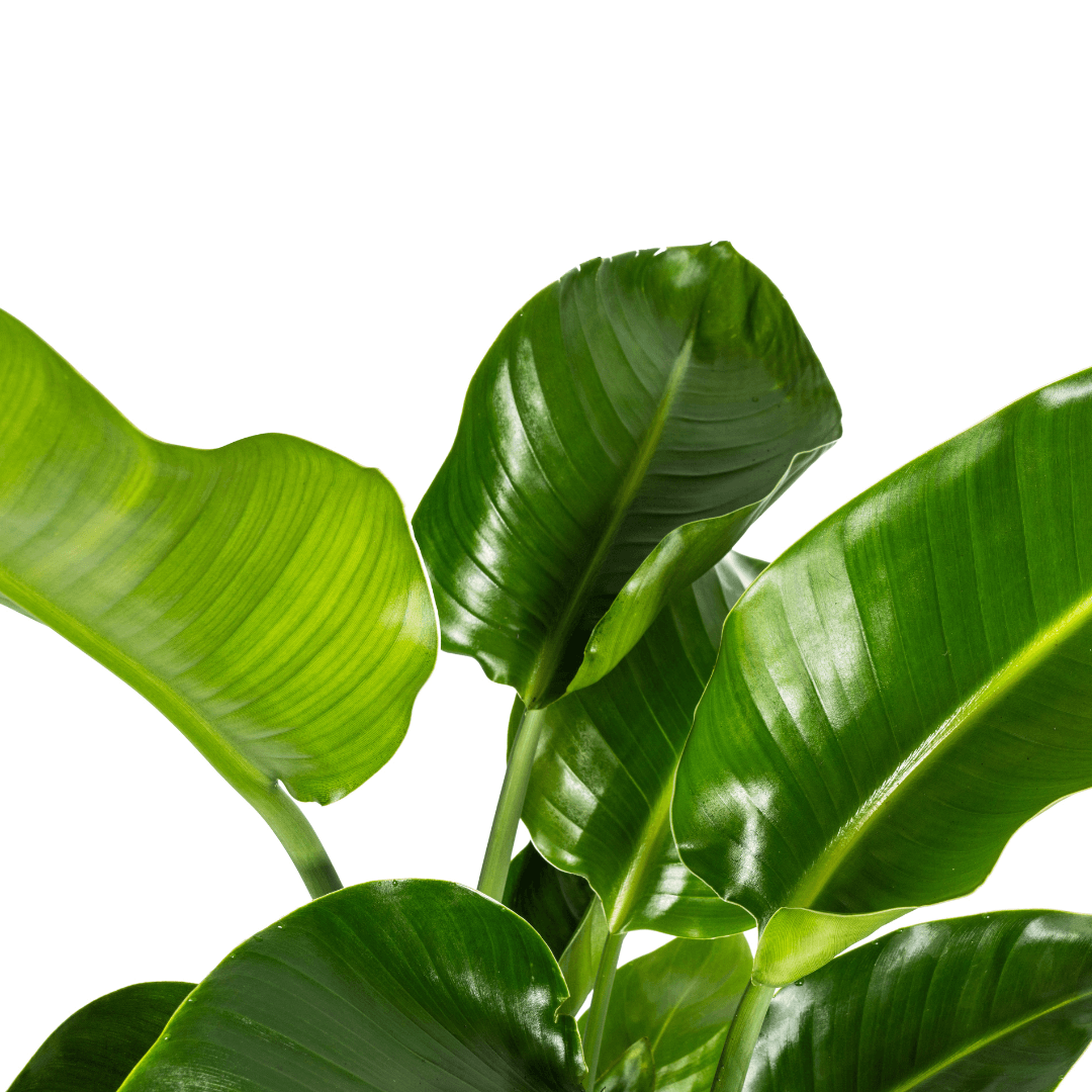 Baum – Strelitzie – Strelitzia Nicolai – Zimmerpflanze – Tropische Riesenpflanze – Ø21cm – Höhe 90-110cm – Exotischer Blickfang – Pflegeleicht