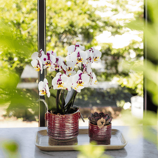 Aura Planter – Ø9cm – Retro Flower Pot in Bold Seventies Style – Ceramic Pot with Handles – Decorative Pot for Indoor Plants