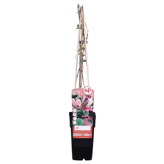 Honeysuckle – Lonicera periclymenum ‘Belgica’ – Ø15cm x ↕65cm – Strongly scented climbing plant with red and white flowers – Easy to care for & winter hardy