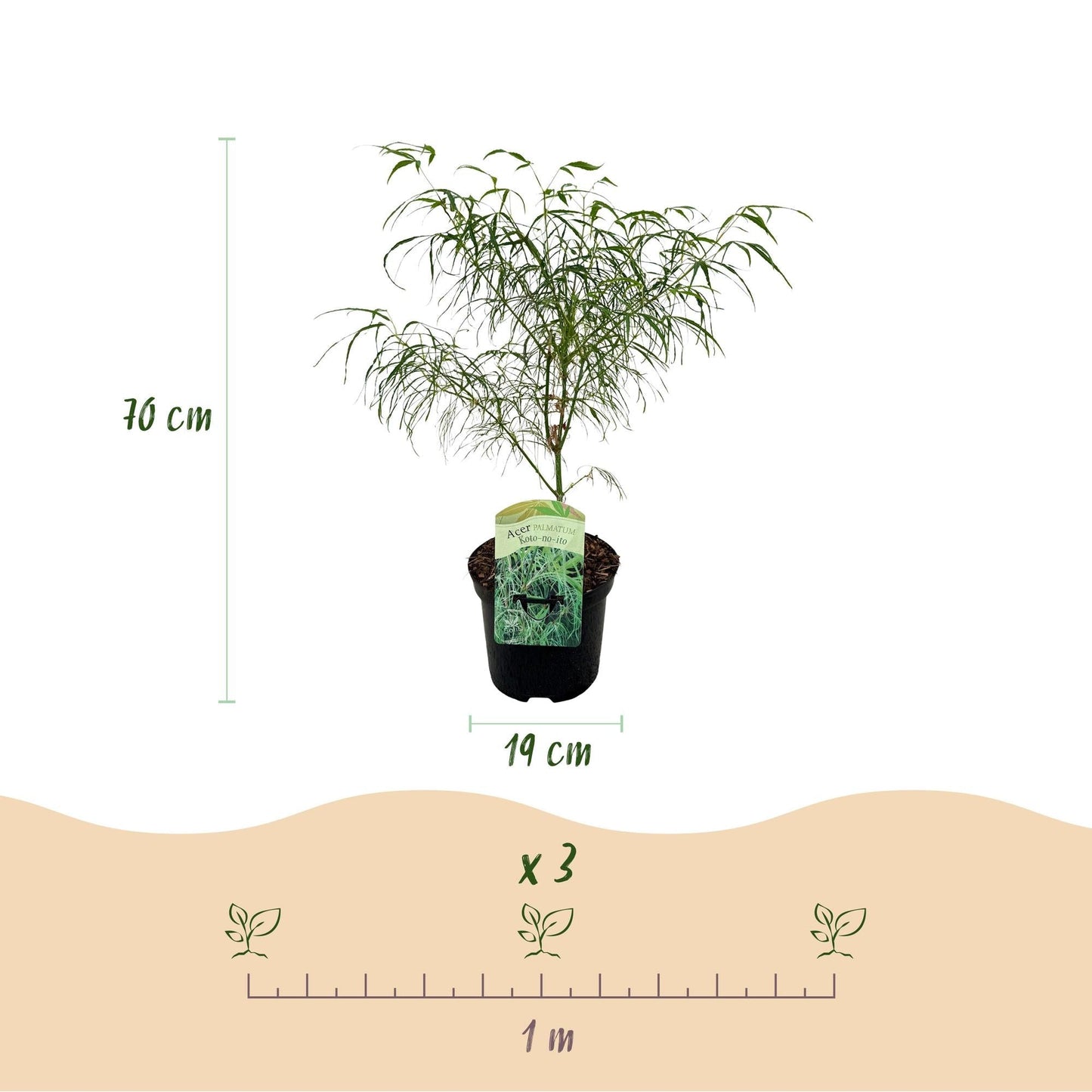 Japanischer Ahorn – Acer palmatum 'Koto – no – ito' – 2 Pflanzen – ca. 70cm hoch – Ø19cm – feingliedriges grünes Laub – Balkon – & Gartenpflanze