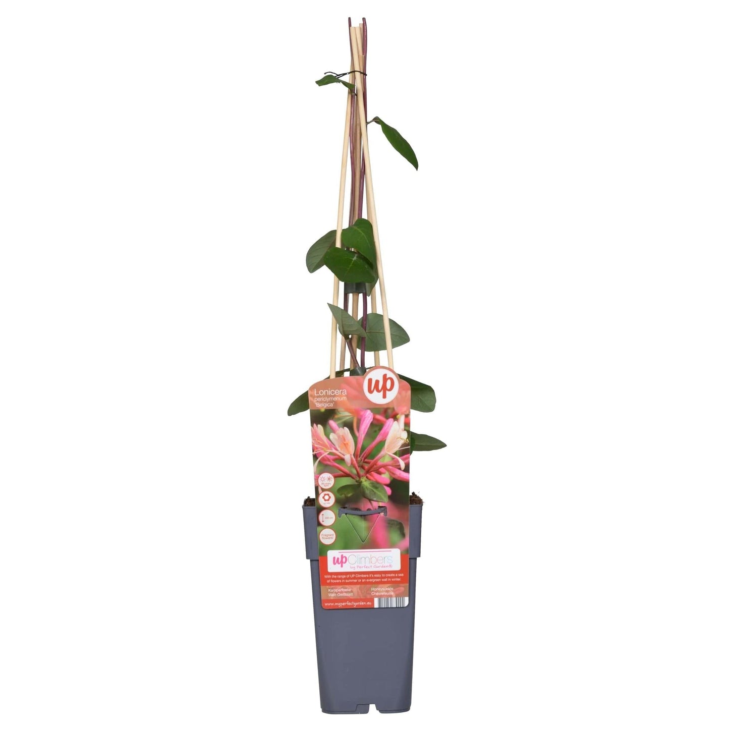 Waldgeißblatt – Lonicera periclymenum ‘Belgica’ – Ø15cm x ↕65cm – Stark duftende Kletterpflanze mit rot – weißen Blüten – Pflegeleicht & winterhart
