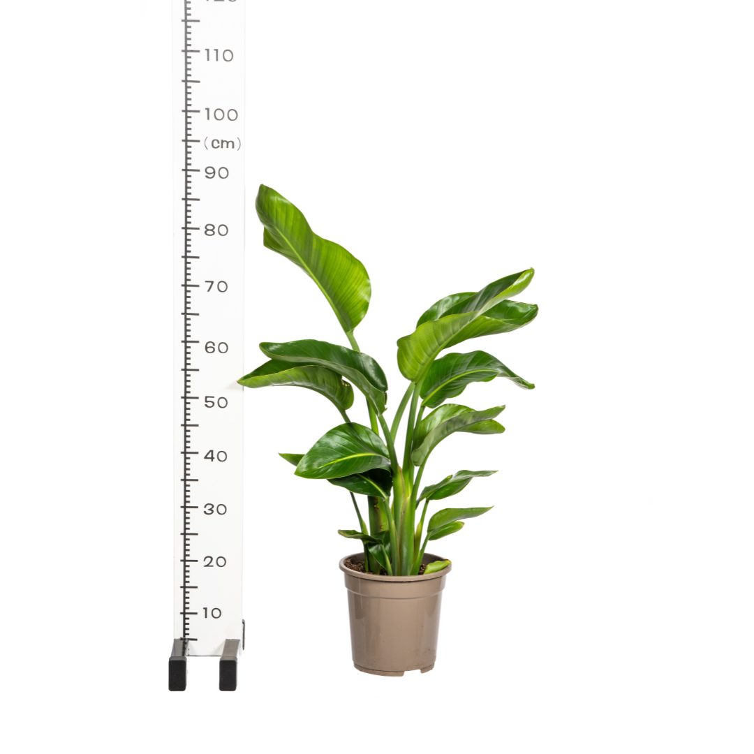 Baum – Strelitzie – Strelitzia Nicolai – Zimmerpflanze – Tropische Riesenpflanze – Ø21cm – Höhe 90-110cm – Exotischer Blickfang – Pflegeleicht