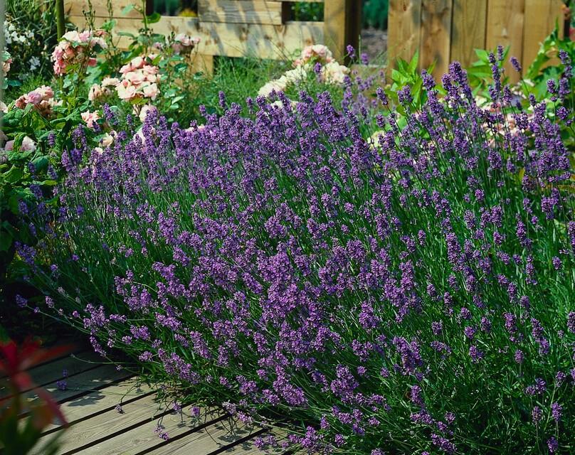 Lavendel Lavandula angustifolia 'Munstead' – ↕10-25cm – Ø9cm – 12 Pflanzen