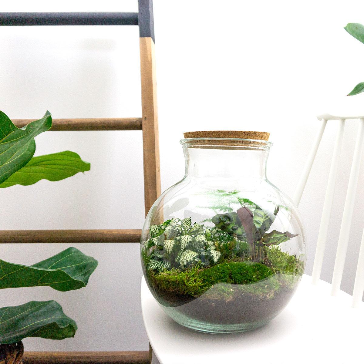 Flaschengarten Teddy – DIY Bausatz Terrarium – ↕26,5cm – Do – It – Yourself Pflanzen – Set im Glas mit Kork – Autarkes Mini – Ökosystem