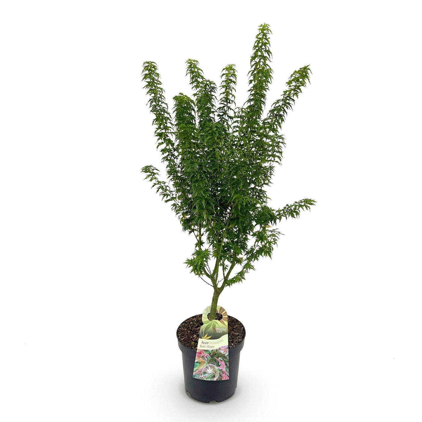 Japanischer Ahorn Acer palmatum Koto Hime, laubabwerfende Gartenpflanze in Grün, kompakter Zierahorn für Garten und Kübel, Ø26cm, 90cm hoch, für