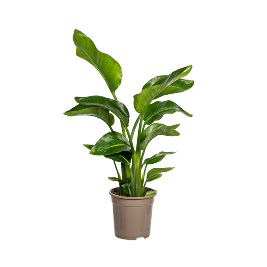 Baum – Strelitzie – Strelitzia Nicolai – Zimmerpflanze – Tropische Riesenpflanze – Ø21cm – Höhe 90-110cm – Exotischer Blickfang – Pflegeleicht