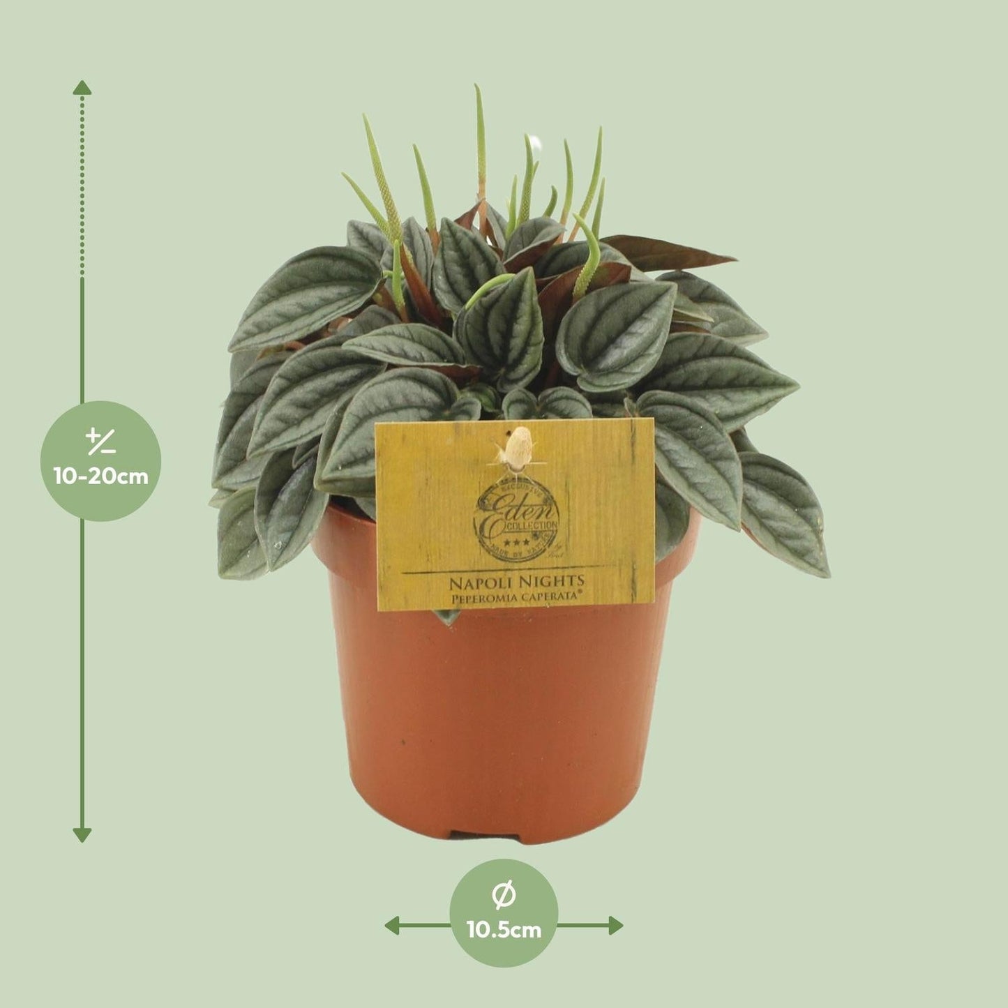 Peperomia Napoli Nights – Zimmerpflanze – Ø10,5cm – ca. 15cm hoch – Pflegeleichte, luftreinigende Sukkulente – Für Wohnung & Büro