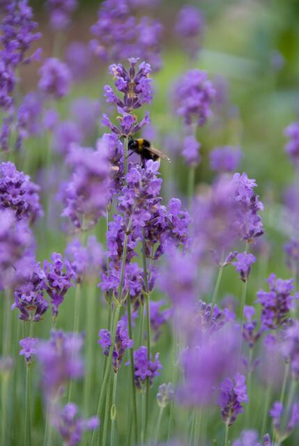 Lavendel Lavandula angustifolia 'Munstead' – ↕10-25cm – Ø9cm – 12 Pflanzen