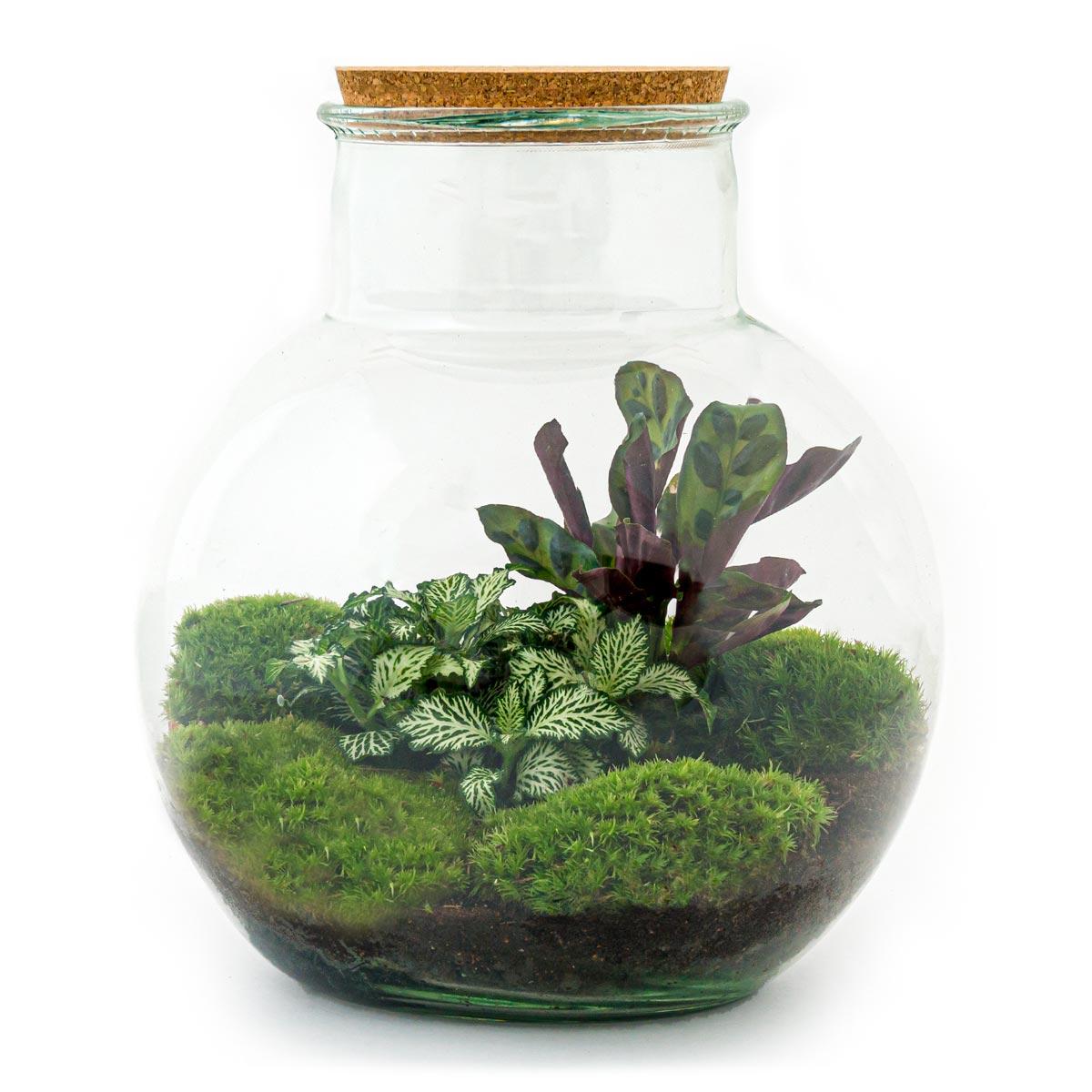 Flaschengarten Teddy – DIY Bausatz Terrarium – ↕26,5cm – Do – It – Yourself Pflanzen – Set im Glas mit Kork – Autarkes Mini – Ökosystem