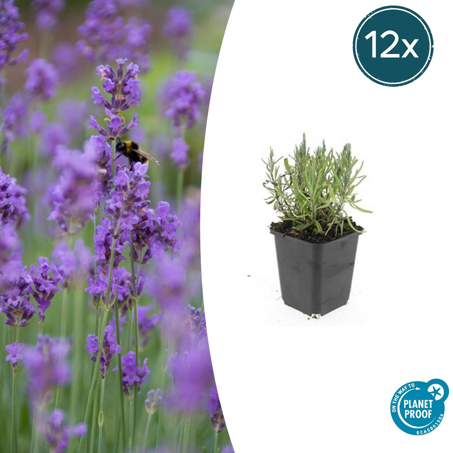 Lavendel Lavandula angustifolia 'Munstead' – ↕10-25cm – Ø9cm – 12 Pflanzen
