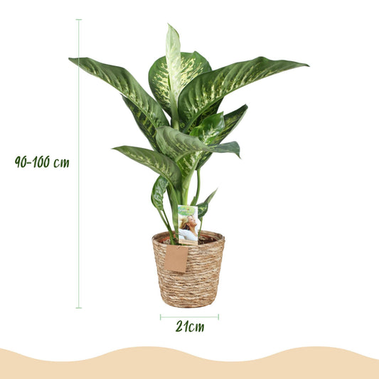 Dieffenbachia Tropic Snow – 90-100cm – 21cm including natural basket – Easy-care colorful houseplant – Large green and white foliage