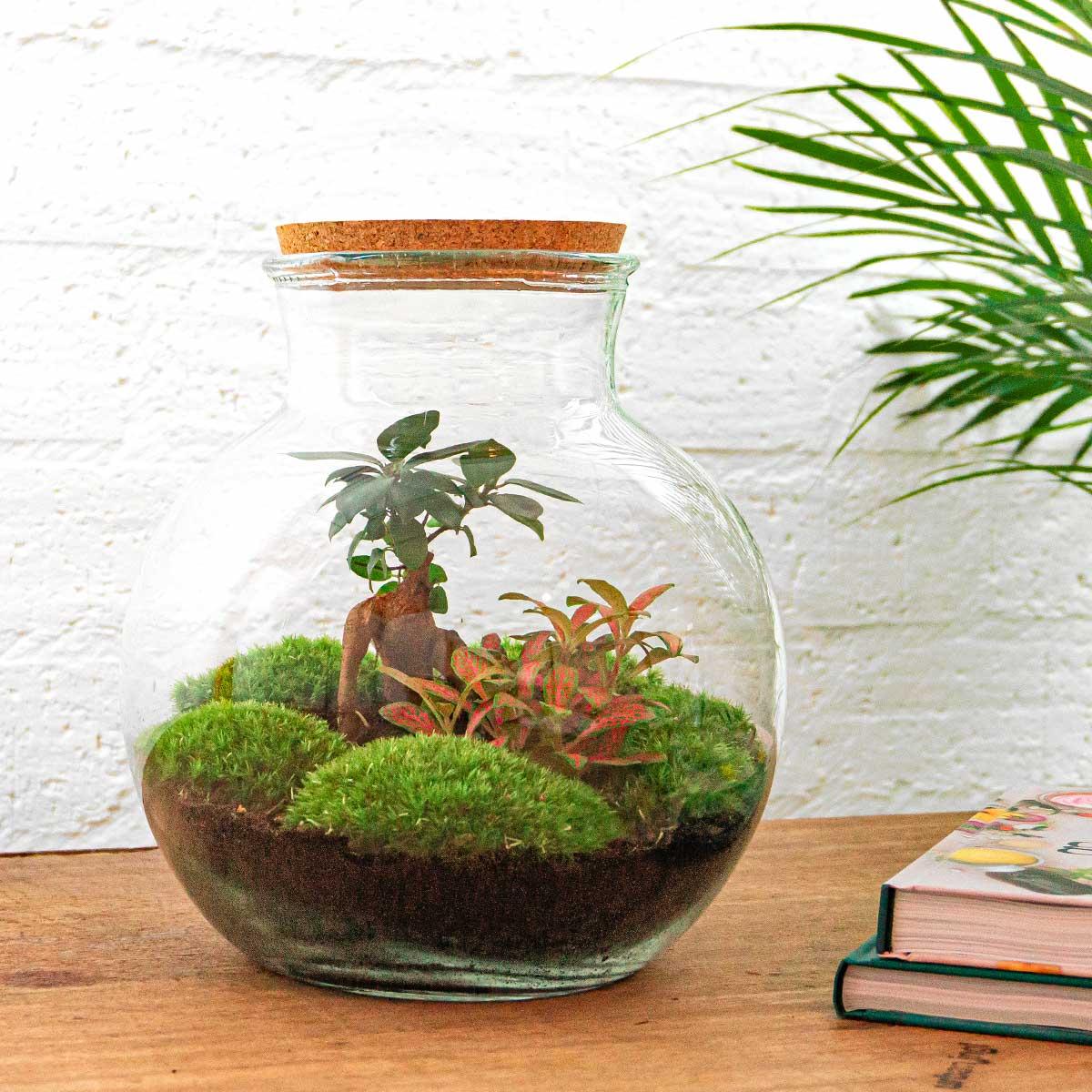 Flaschengarten DIY Bausatz Teddy Bonsai – Terrarium Ø25cm x H26,5cm – Do – It – Yourself Pflanzterrarium – Autarkes Mini – Ökosystem