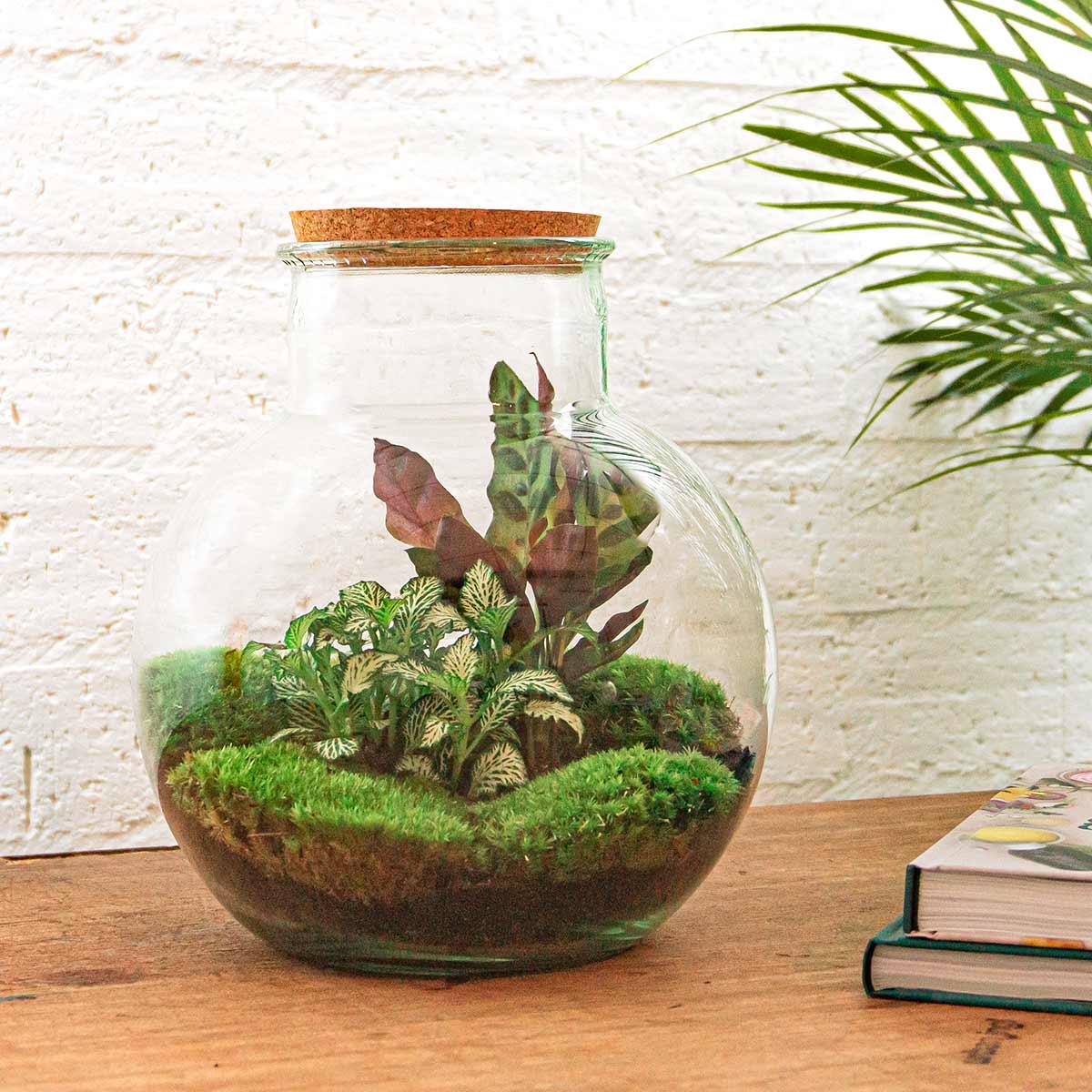 Flaschengarten Teddy – DIY Bausatz Terrarium – ↕26,5cm – Do – It – Yourself Pflanzen – Set im Glas mit Kork – Autarkes Mini – Ökosystem