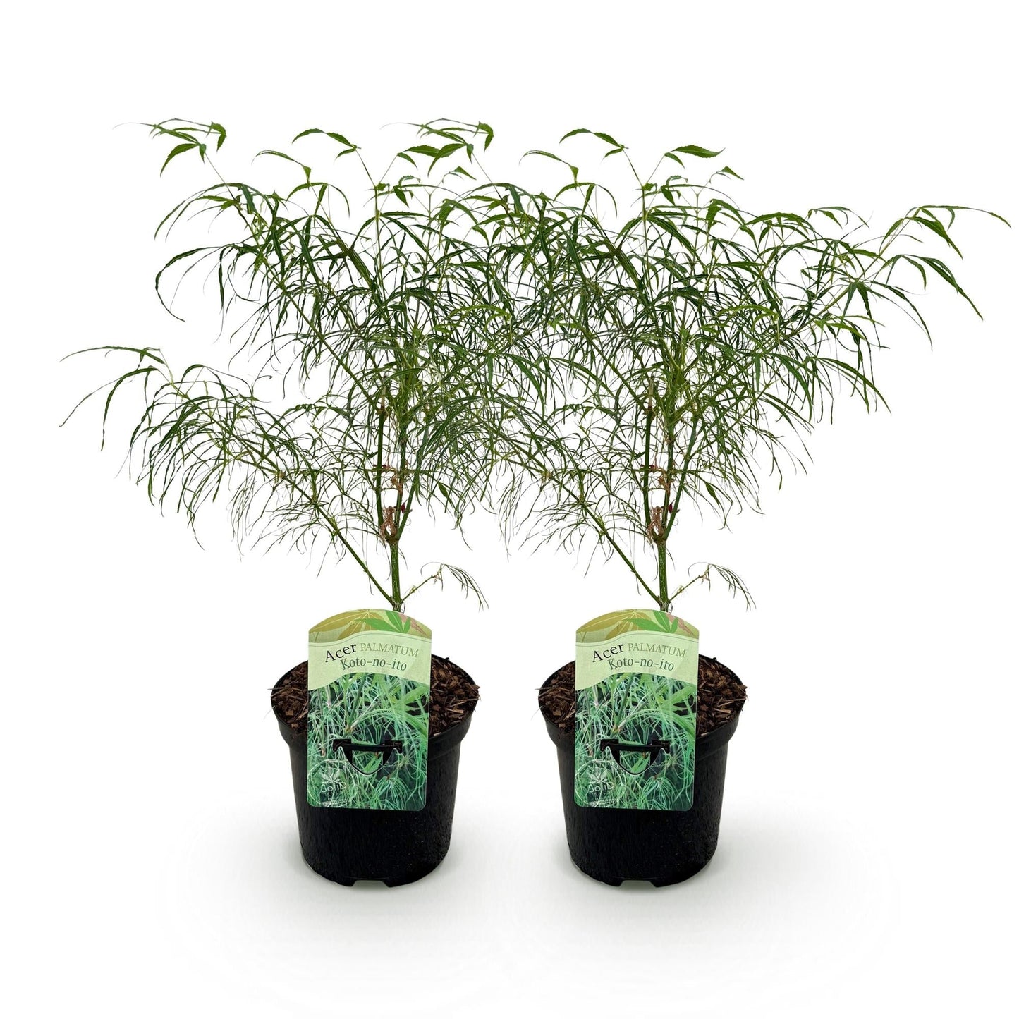 Japanischer Ahorn – Acer palmatum 'Koto – no – ito' – 2 Pflanzen – ca. 70cm hoch – Ø19cm – feingliedriges grünes Laub – Balkon – & Gartenpflanze