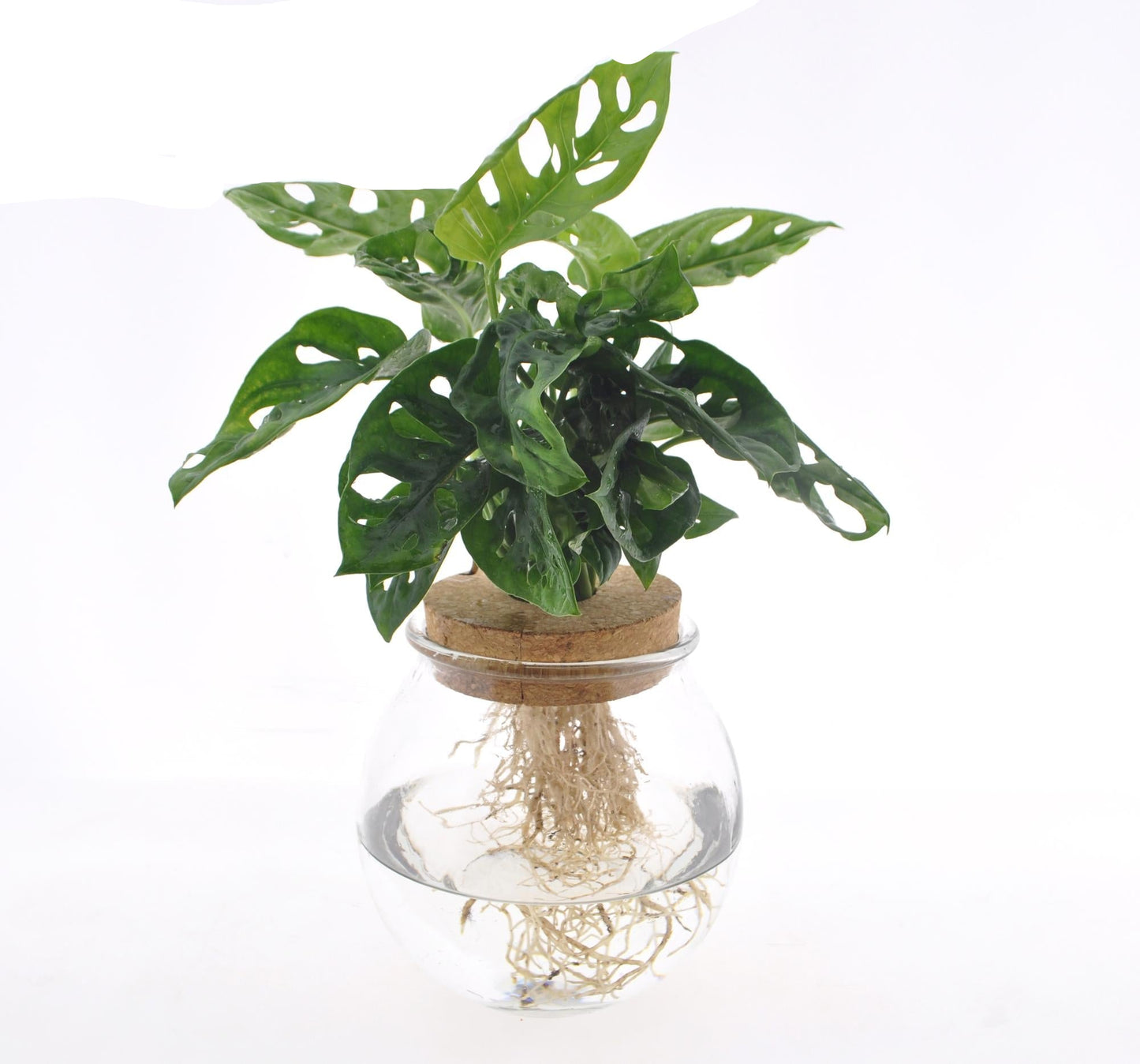 Fensterblatt Monstera adansonii im Bolglas – Zimmerpflanze – Ø12cm – 25cm hoch – Hydrokultur im dekorativen Glas – Pflegeleicht & modern