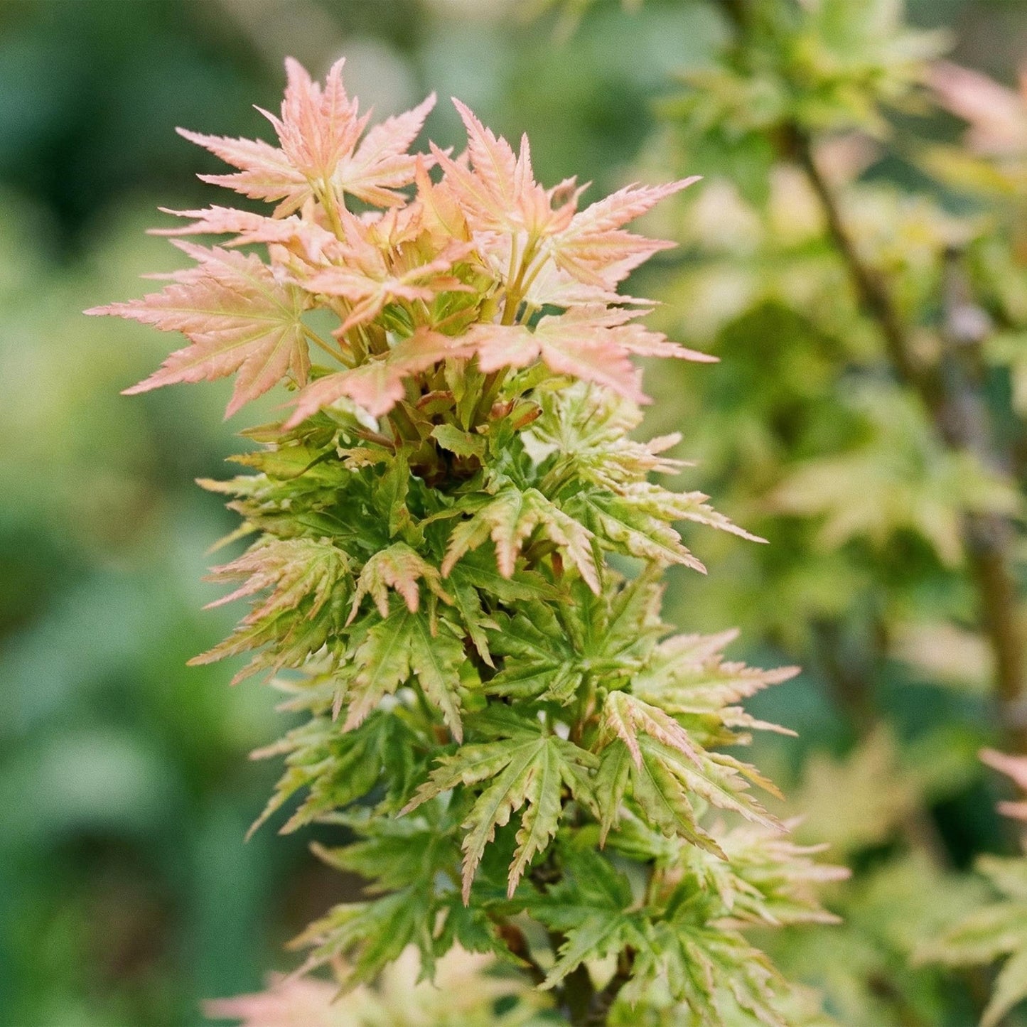 Japanischer Ahorn Acer palmatum Koto Hime, laubabwerfende Gartenpflanze in Grün, kompakter Zierahorn für Garten und Kübel, Ø26cm, 90cm hoch, für