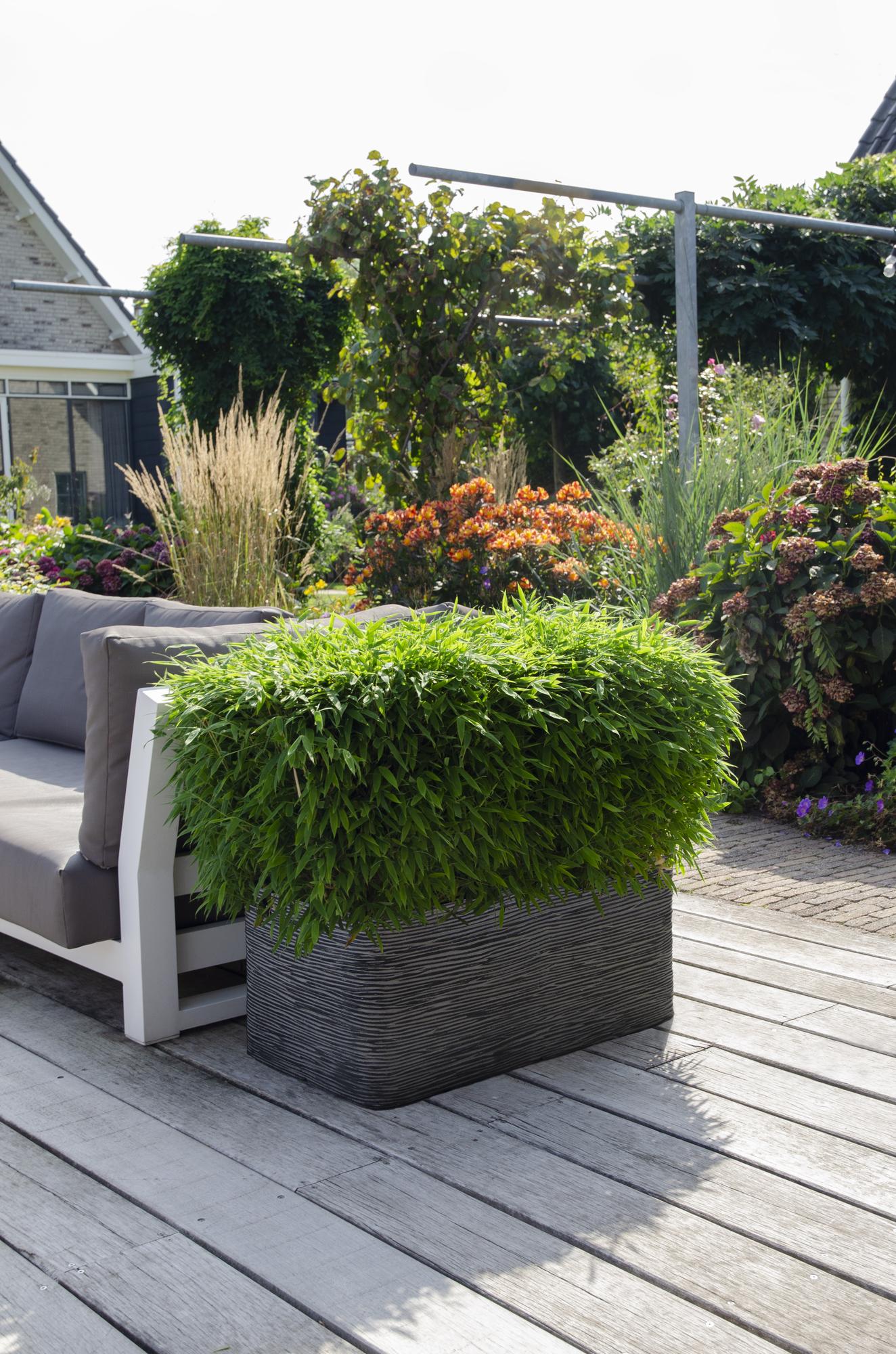 Bambus – Fargesia murieliae 'Moontears' Boobux – Ø29cm ↕70cm – Immergrüner Bambus für Hecke, Bodenbedeckung & Kübel – Winterhart & pflegeleicht