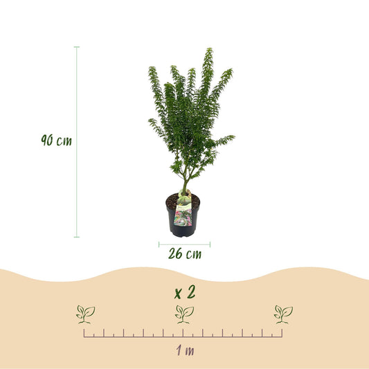 Japanischer Ahorn Acer palmatum Koto Hime, laubabwerfende Gartenpflanze in Grün, kompakter Zierahorn für Garten und Kübel, Ø26cm, 90cm hoch, für