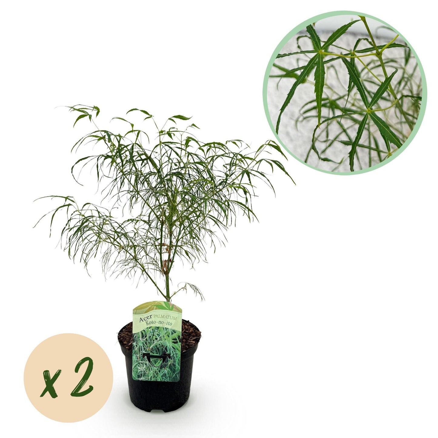Japanischer Ahorn – Acer palmatum 'Koto – no – ito' – 2 Pflanzen – ca. 70cm hoch – Ø19cm – feingliedriges grünes Laub – Balkon – & Gartenpflanze