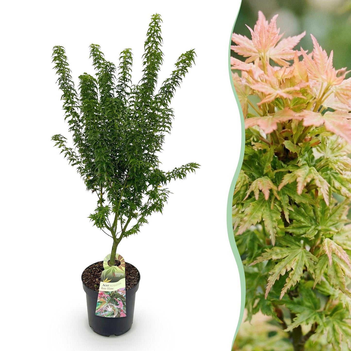 Japanischer Ahorn Acer palmatum Koto Hime, laubabwerfende Gartenpflanze in Grün, kompakter Zierahorn für Garten und Kübel, Ø26cm, 90cm hoch, für