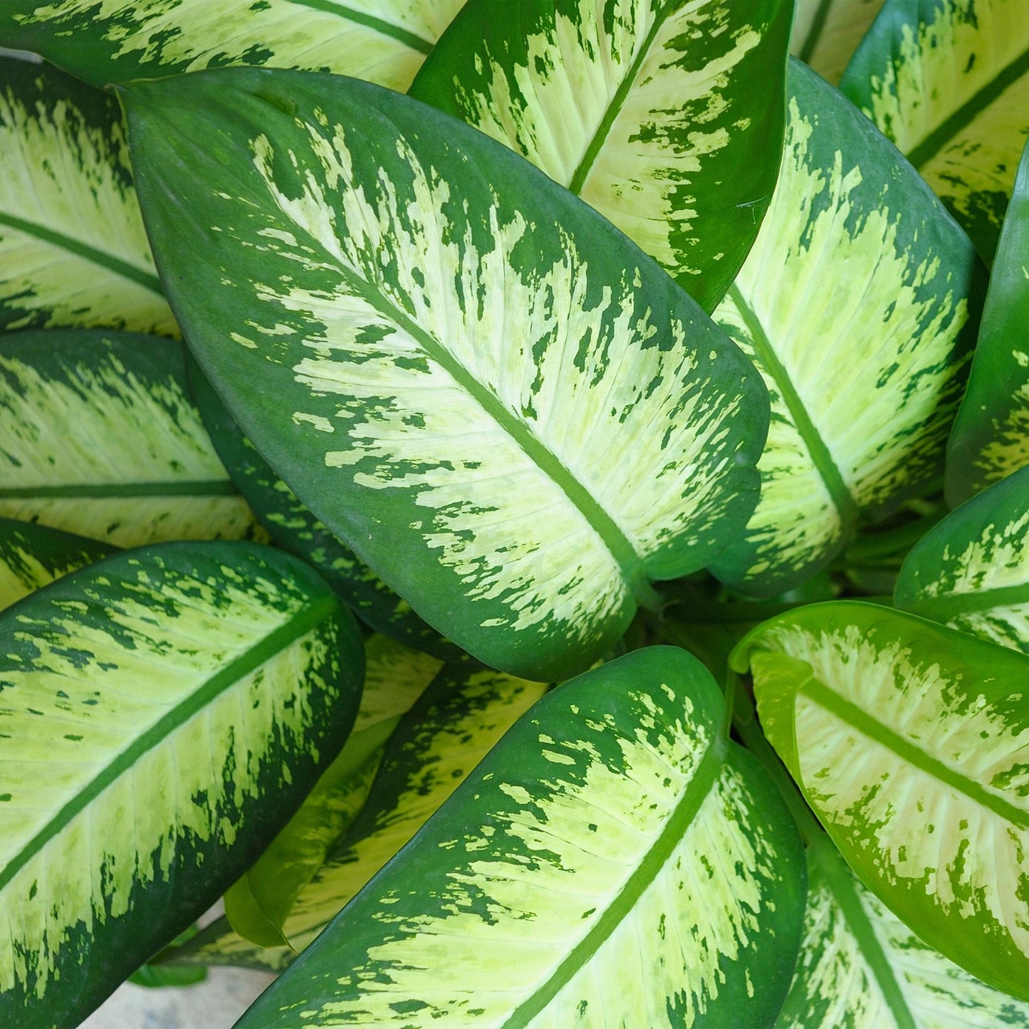 Dieffenbachia Tropic Snow – 90-100cm – 21cm inkl. Naturkorb – Pflegeleichte bunte Zimmerpflanze – Großes grün – weißes Blattwerk