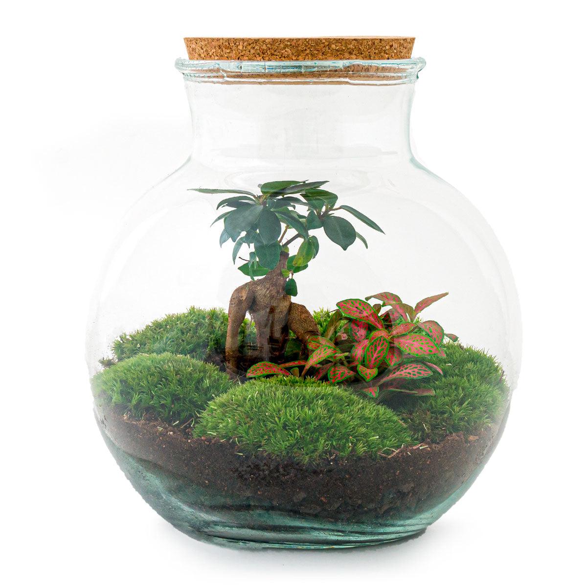 Flaschengarten DIY Bausatz Teddy Bonsai – Terrarium Ø25cm x H26,5cm – Do – It – Yourself Pflanzterrarium – Autarkes Mini – Ökosystem
