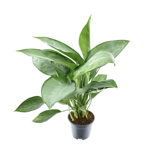 Aglaonema Silverado – Zimmerpflanze – Ø14cm – ca. 40cm hoch – Silbergrün gemustertes Laub – Pflegeleicht & dekorativ – Für halbschattige Innenräume