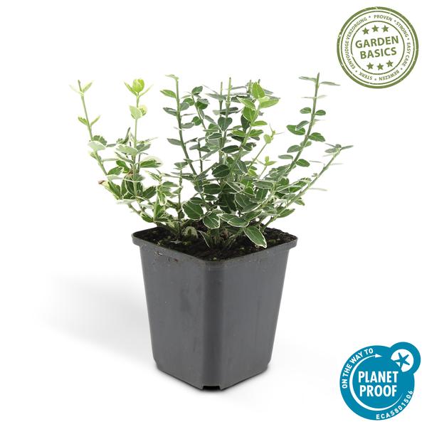 Spindelstrauch Euonymus fortunei 'Emerald 'n Gaiety' – 12 Pflanzen – ↕10-25cm – Ø9cm – Silberbunte Blätter – Bodendecker, Hecke & Solitär