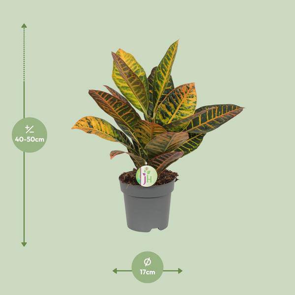 Wunderstrauch Codiaeum 'Petra' – Croton – Ø17cm x H45cm – Bunt gemusterte Zimmerpflanze – Tropisches Laub in Rot, Gelb & Grün – Für Halbschatten