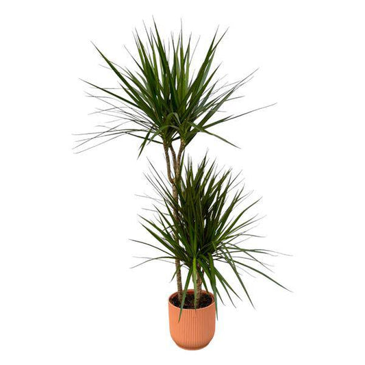 Dracaena Marginata – Drachenbaum – Zimmerpflanze ca. 120cm – Ø21cm – inkl. Pflanzgefäß Vibes Fold Rosa D22xH20