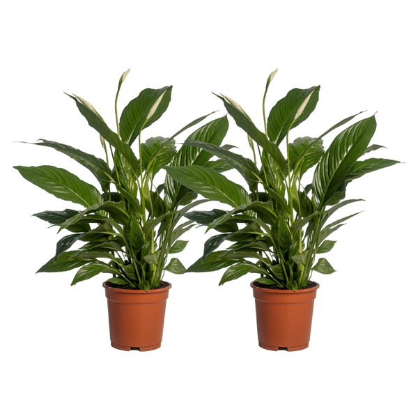 Spathiphyllum Vivaldi – Friedenslilie – Zimmerpflanze – Ø17cm – Höhe ca. 70cm – 2 Pflanzen – Elegante grüne Blätter & weiße Blüten