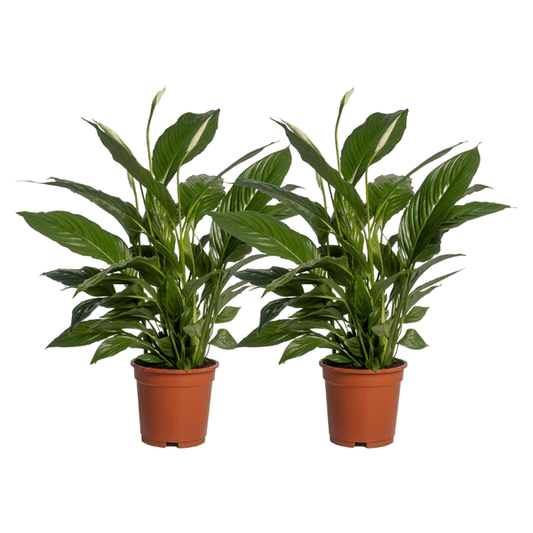 Spathiphyllum Vivaldi – Peace Lily – Houseplant – Ø17cm – Height approx. 70cm – 2 Plants – Elegant green leaves & white flowers