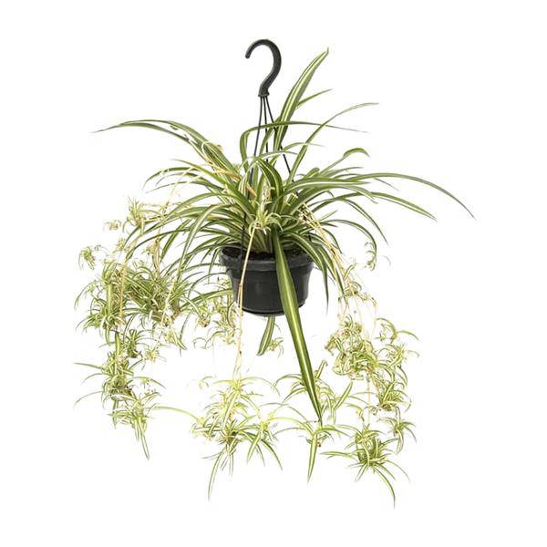 Grünlilie Chlorophytum Comosum Variegatum – Ø14cm – ↕55cm – Pflegeleichte luftreinigende Zimmerpflanze