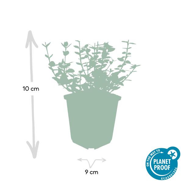 Spindelstrauch Euonymus fortunei 'Emerald 'n Gaiety' – 12 Pflanzen – ↕10-25cm – Ø9cm – Silberbunte Blätter – Bodendecker, Hecke & Solitär