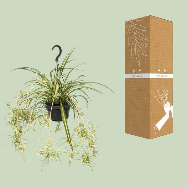 Grünlilie Chlorophytum Comosum Variegatum – Ø14cm – ↕55cm – Pflegeleichte luftreinigende Zimmerpflanze