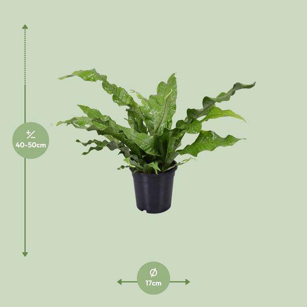 Känguru – Farn – Microsorum Diversifolium – Zimmerpflanze – Ø17cm – ↕45cm – pflegeleichter Farn für Innenräume – Grünpflanze für Zuhause & Büro