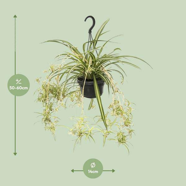 Grünlilie Chlorophytum Comosum Variegatum – Ø14cm – ↕55cm – Pflegeleichte luftreinigende Zimmerpflanze