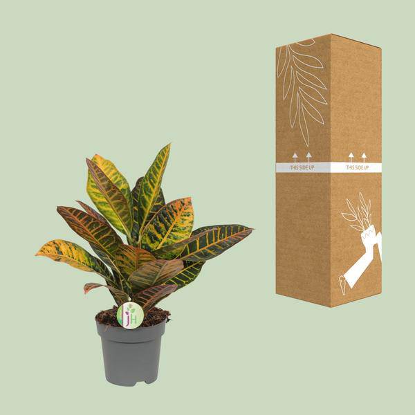 Wunderstrauch Codiaeum 'Petra' – Croton – Ø17cm x H45cm – Bunt gemusterte Zimmerpflanze – Tropisches Laub in Rot, Gelb & Grün – Für Halbschatten