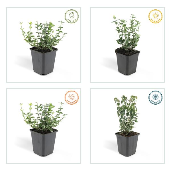 Spindelstrauch Euonymus fortunei 'Emerald 'n Gaiety' – 12 Pflanzen – ↕10-25cm – Ø9cm – Silberbunte Blätter – Bodendecker, Hecke & Solitär