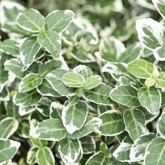 Spindle Shrub Euonymus fortunei 'Emerald 'n Gaiety' – 12 Plants – ↕10-25cm – Ø9cm – Silver-variegated Leaves – Groundcover, Hedge & Solitary Plant
