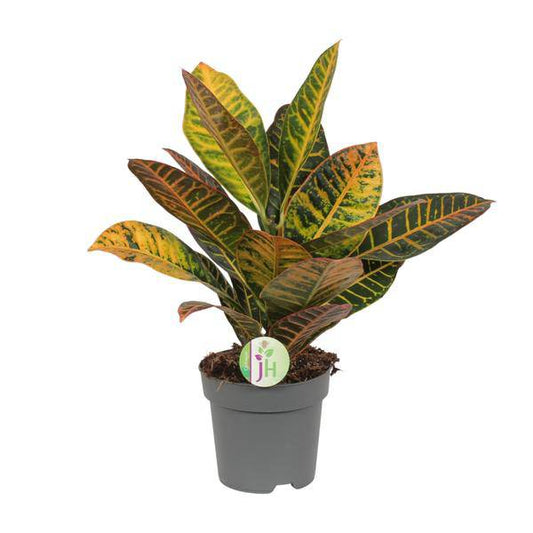 Wunderstrauch Codiaeum 'Petra' – Croton – Ø17cm x H45cm – Colourfully Patterned Houseplant – Tropical Foliage in Red, Yellow & Green – For Partial Shade