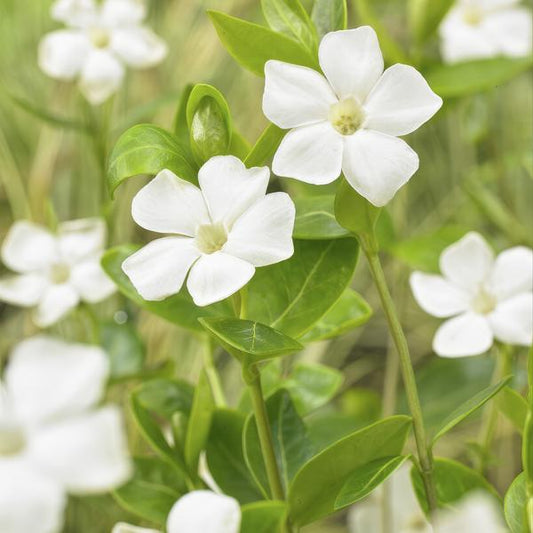 Vinca minor 'Alba' – 12 Plants – White Periwinkle as Groundcover – Easy Care & Robust – Flowers March to June