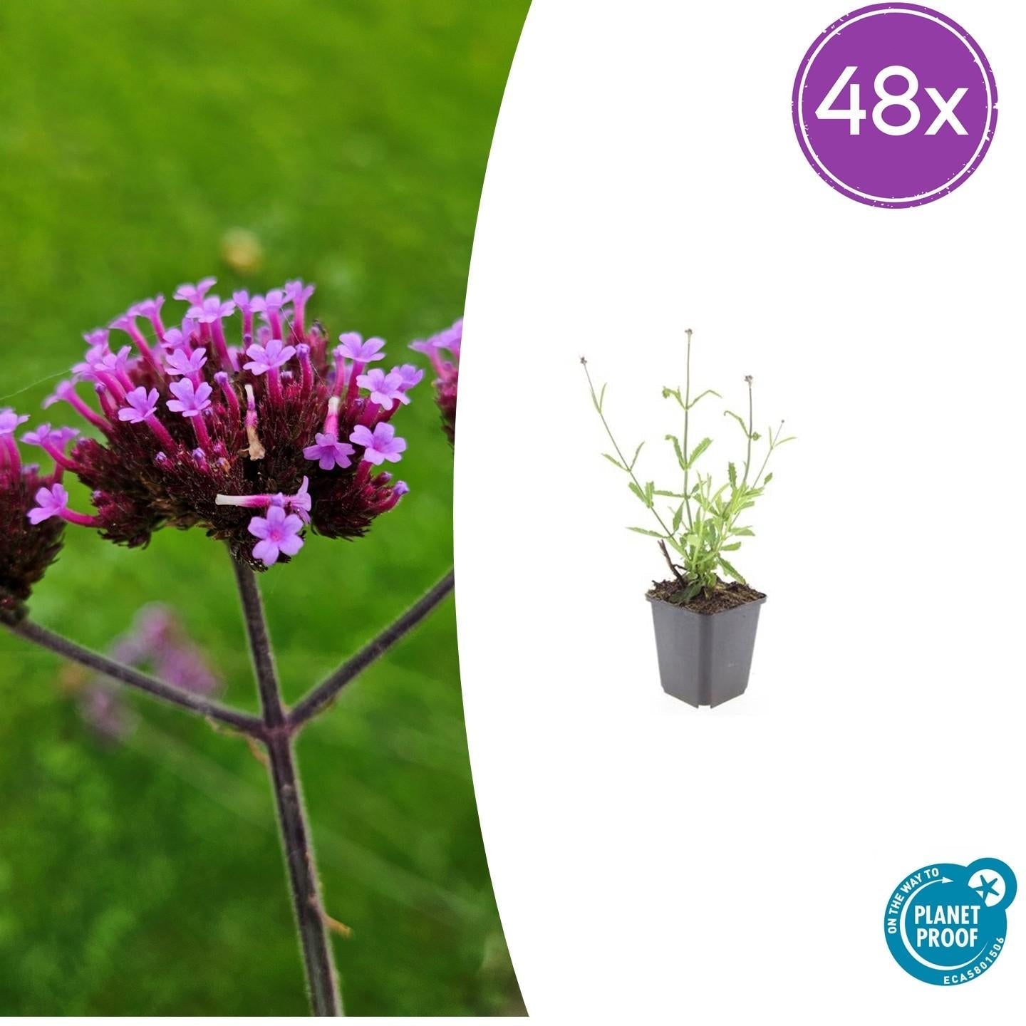 Hohes Eisenkraut Verbena bonariensis 'Lollipop' – ↕10-25cm – Ø9cm – Lilafarbene Blüten – Langblühend – Pflegeleicht