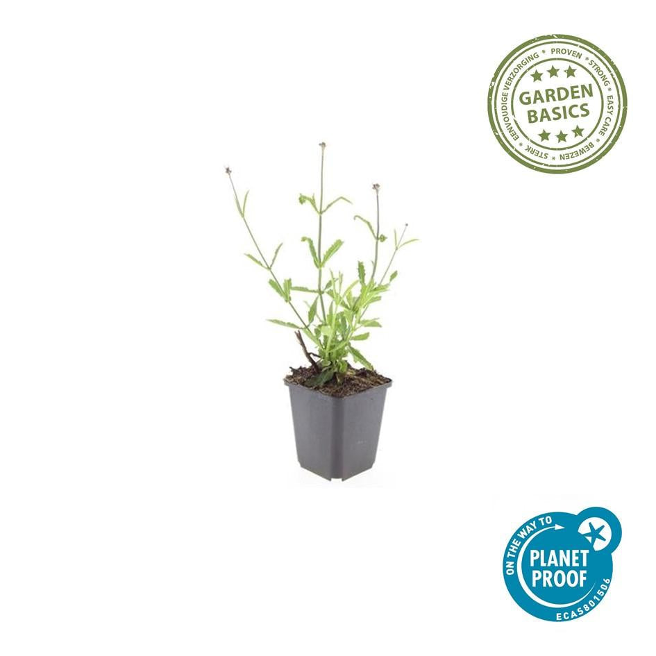 Hohes Eisenkraut Verbena bonariensis 'Lollipop' – ↕10-25cm – Ø9cm – Lilafarbene Blüten – Langblühend – Pflegeleicht